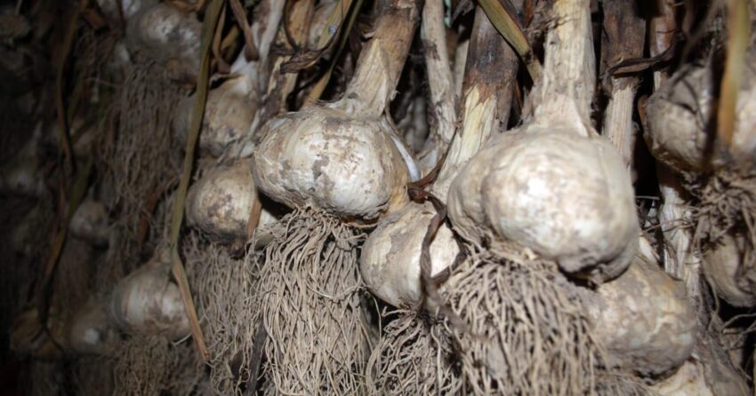 Demi kecintaan pada bawang putih (dan tanaman lainnya) di Dutchess Farm | Gaya Hidup